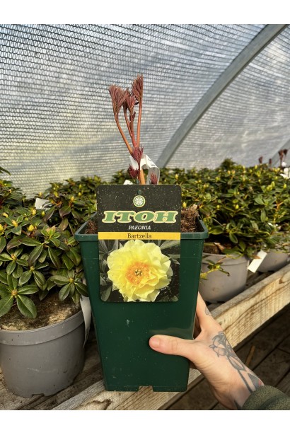 Пион Ито-гибрид Бартзелла цветы